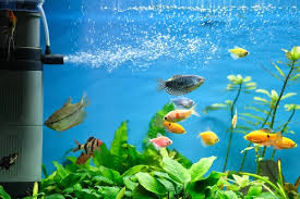 Aquarium Filtration