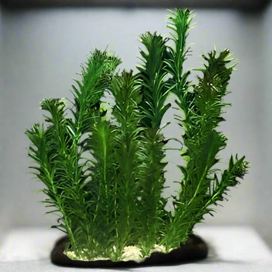 Live Aquatic Plant - Bunch Anacharis