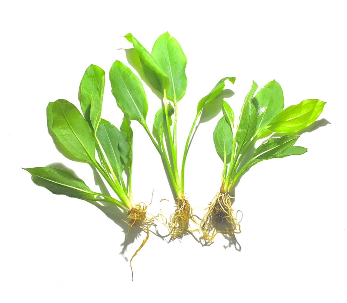 3X Amazon Sword Echinodorus Bleheri Easy Live Aquarium Plants for Aquatic Freshwater Fish Tank