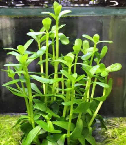 Bacopa + Anubias + Java Fern