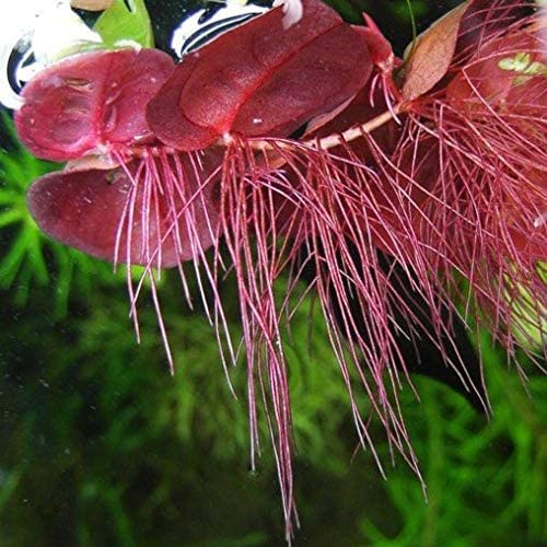 30+ Red Root Floater - Live Aquarium Plants - 4oz Cup