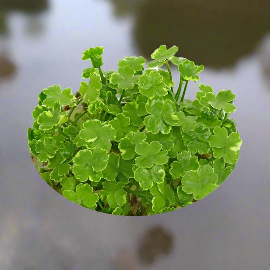 Tissue Culture Live Aquarium Plants | in Vitro Freshwater Aquatic Plants for Small Aquariums and Foreground (Dwarf Pennywort)