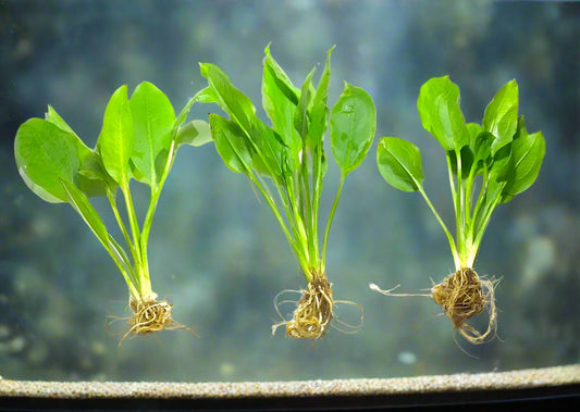 3X Amazon Sword Echinodorus Bleheri Easy Live Aquarium Plants for Aquatic Freshwater Fish Tank