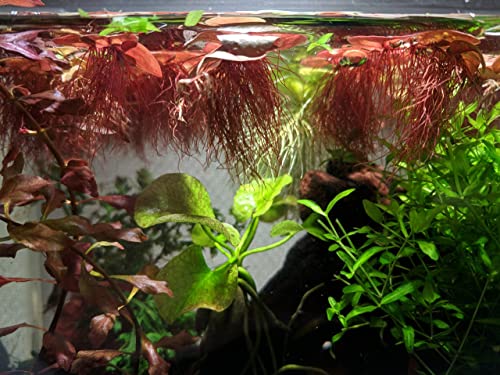 30+ Red Root Floater - Live Aquarium Plants - 4oz Cup