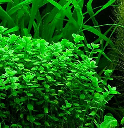 Bacopa + Anubias + Java Fern