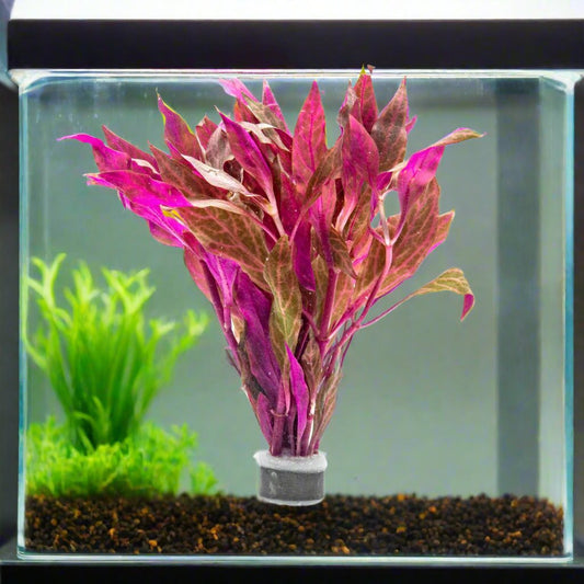 Live Aquarium Red Stem Plants - Freshwater Aquatic Plant for Fish Tanks, Aquascaping - (Alternanthera Reineckii Rosanervig, 1 Bunch)