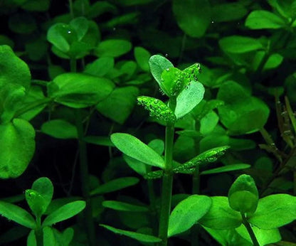 Bacopa + Anubias + Java Fern