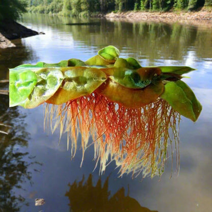 30+ Red Root Floater - Live Aquarium Plants - 4oz Cup