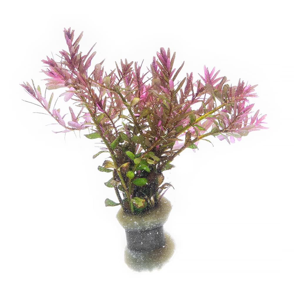 Live Aquarium Red Stem Plants - Freshwater Aquatic Plant for Fish Tanks, Aquascaping - (Alternanthera Reineckii Rosanervig, 1 Bunch)