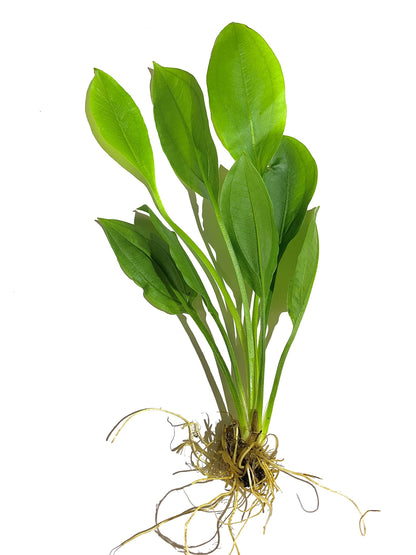 3X Amazon Sword Echinodorus Bleheri Easy Live Aquarium Plants for Aquatic Freshwater Fish Tank