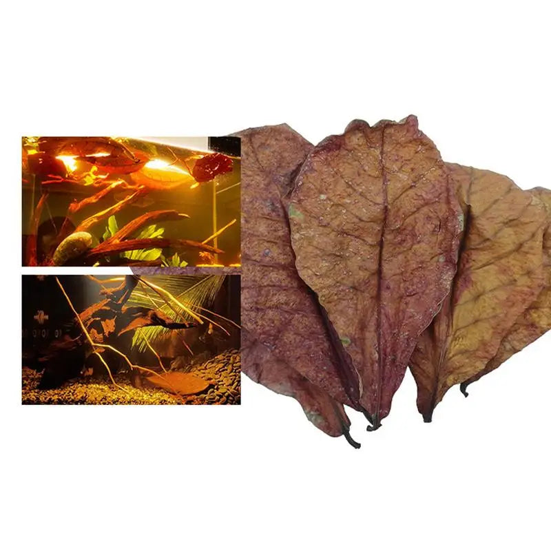 Aquarium Catappa Leaves for Betta and Shrimp, available in packs of 10, 20, or 50. These Indian Almond Leaves help balance pH levels and condition water for turtles and shrimp.