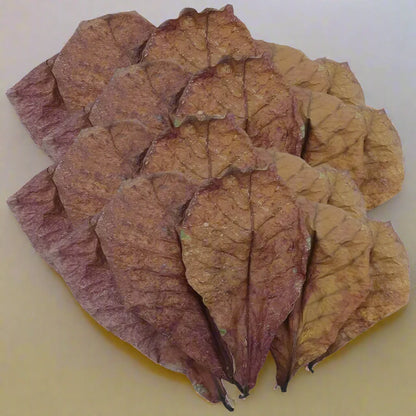 Aquarium Catappa Leaves for Betta and Shrimp, available in packs of 10, 20, or 50. These Indian Almond Leaves help balance pH levels and condition water for turtles and shrimp.